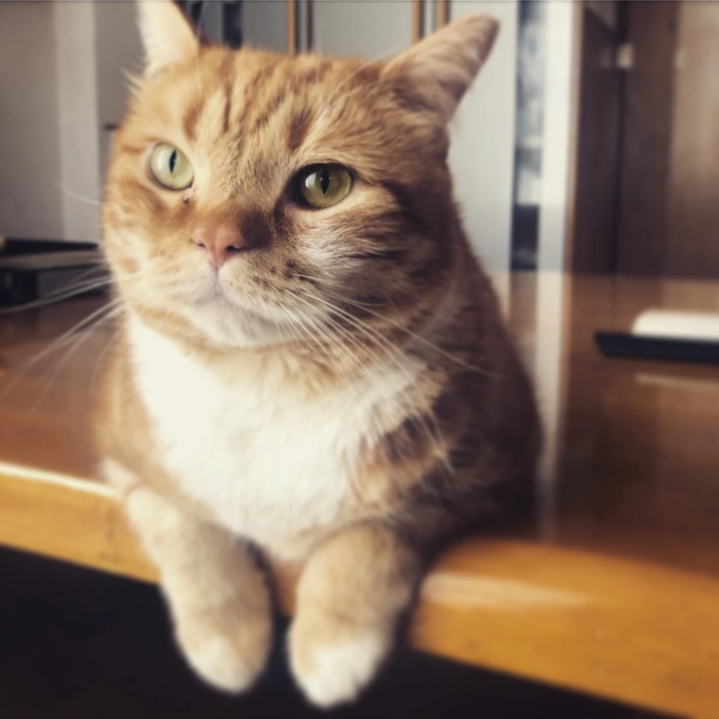 ホームズ