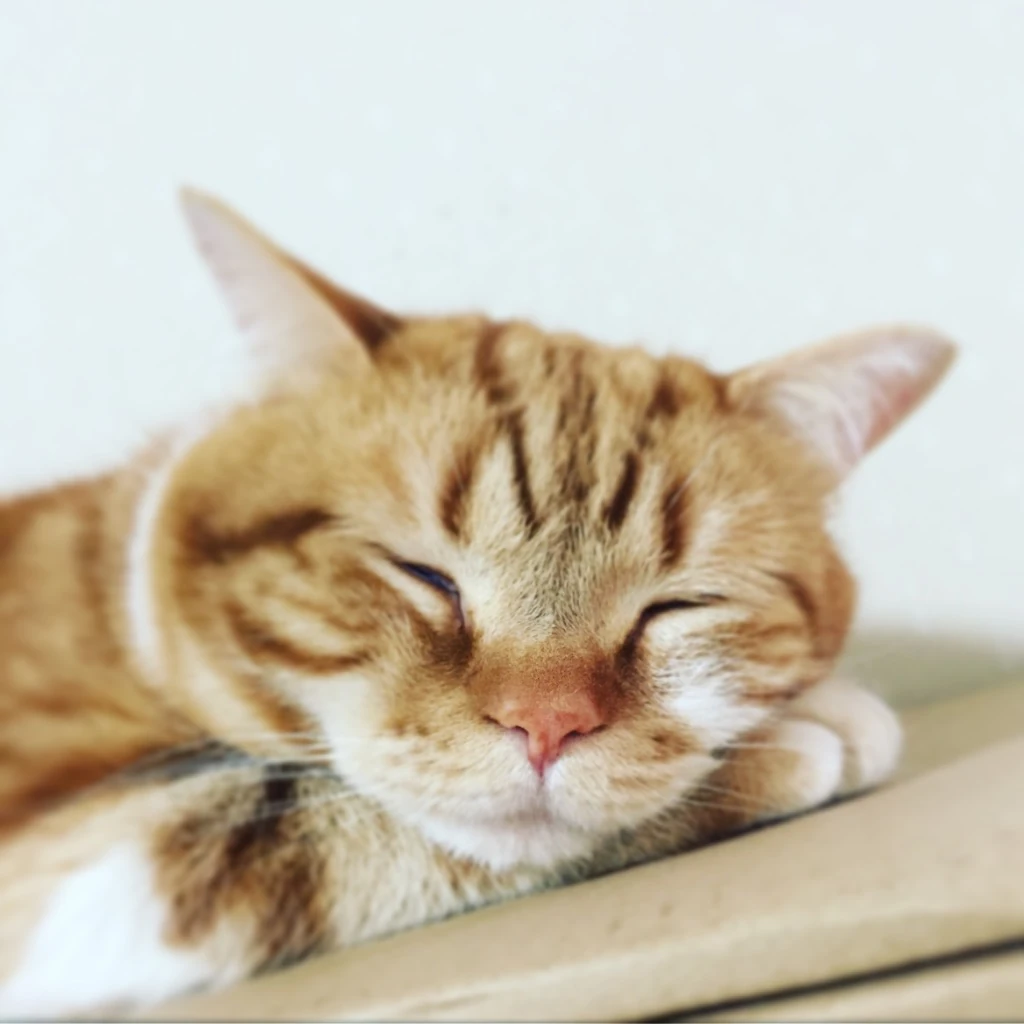 ホームズ